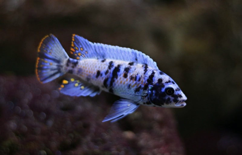 Maylandia tarakiki 'Mbamba Bay'